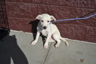 Medium Photo #1 Labrador Retriever Puppy For Sale in Florence, AL, USA