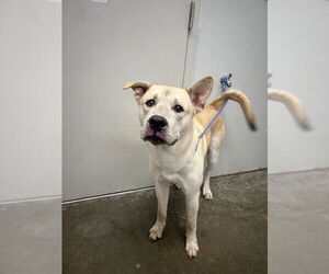 Labrador Retriever-Unknown Mix Dogs for adoption in Rosenberg, TX, USA