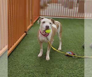 Mutt Dogs for adoption in Las Vegas, NV, USA