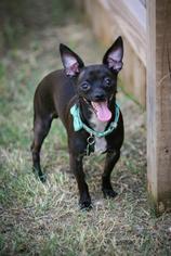 Bogle Dogs for adoption in McKinney, TX, USA