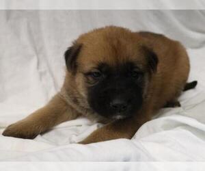 German Shepherd Dog-Unknown Mix Dogs for adoption in Thief River Falls, MN, USA