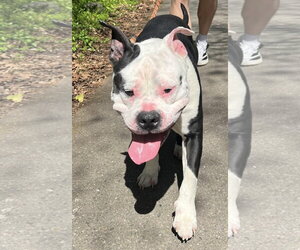 Bulldog-Unknown Mix Dogs for adoption in Rustburg, VA, USA