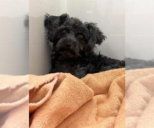 Maltese-Unknown Mix Dogs for adoption in Las Vegas, NV, USA
