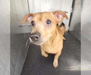 Chihuahua-Unknown Mix Dogs for adoption in San Antonio, TX, USA
