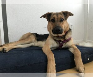 German Shepherd Dog-Unknown Mix Dogs for adoption in Davis, CA, USA