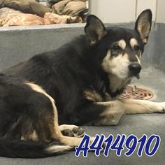Medium Photo #1 Alaskan Husky-Unknown Mix Puppy For Sale in San Antonio, TX, USA