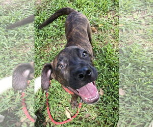 American Pit Bull Terrier-Unknown Mix Dogs for adoption in Sparta, TN, USA