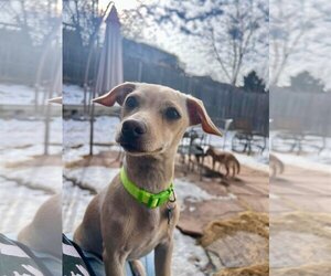 Chiweenie Dogs for adoption in Denver , CO, USA