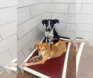 Pointer-Unknown Mix Dogs for adoption in Woodbury, NY, USA