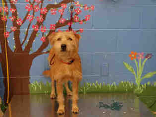 Border Terrier Dogs for adoption in Waco, TX, USA