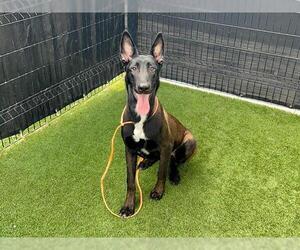 Mutt Dogs for adoption in Orange, CA, USA