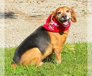 Beagle Dogs for adoption in Mt Vernon, IN, USA