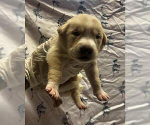 American Pit Bull Terrier-Unknown Mix Dogs for adoption in Riverside, CA, USA