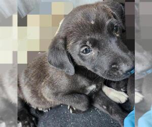 American Staffordshire Terrier-Unknown Mix Dogs for adoption in San Antonio, TX, USA