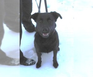 Labrador Retriever-Unknown Mix Dogs for adoption in Traverse City, MI, USA