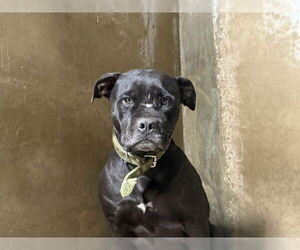 Medium Photo #1 American Pit Bull Terrier Puppy For Sale in San Bernardino, CA, USA