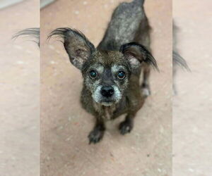 Mutt Dogs for adoption in St. Louis Park, MN, USA