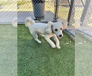 Poodle (Miniature)-Unknown Mix Dogs for adoption in Woodbury, NY, USA