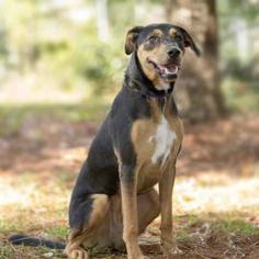 Doberman Pinscher-Unknown Mix Dogs for adoption in Pensacola, FL, USA