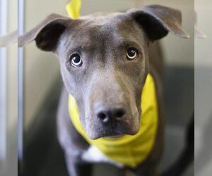 American Staffordshire Terrier-Unknown Mix Dogs for adoption in San Antonio, TX, USA