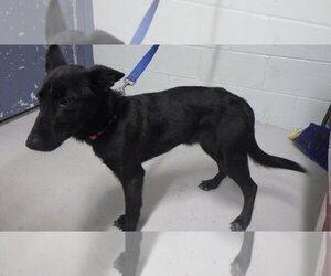 German Shepherd Dog Dogs for adoption in Augusta, GA, USA
