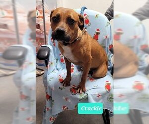 Bullboxer Pit Dogs for adoption in Richmond, IN, USA
