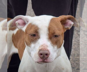 American Staffordshire Terrier-Boxer Mix Dogs for adoption in Huntley, IL, USA