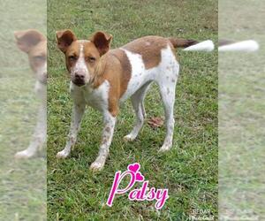 Rat Terrier-Unknown Mix Dogs for adoption in Redfield, AR, USA