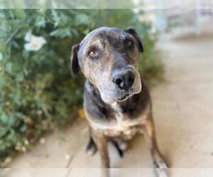 Bogle Dogs for adoption in  Ramona, CA, USA
