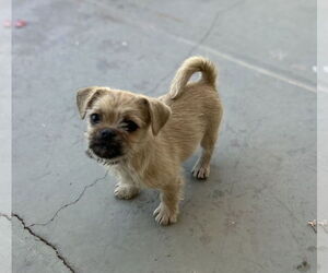 Pug-Unknown Mix Dogs for adoption in Phoenix, AZ, USA
