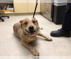 Mutt Dogs for adoption in Riverside, CA, USA