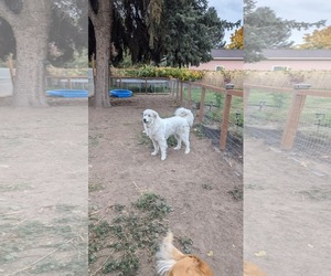 Great Pyrenees Dogs for adoption in Hamilton, MT, USA