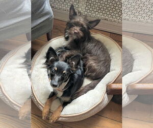 Chihuahua-Unknown Mix Dogs for adoption in Staten Island, NY, USA