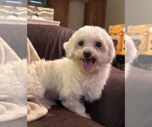 Maltese Dogs for adoption in Pottstown, PA, USA