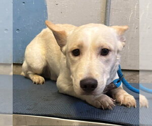 Cairn Terrier-Siberian Husky Mix Dogs for adoption in Camarillo, CA, USA