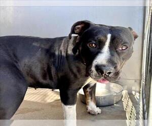 American Pit Bull Terrier Dogs for adoption in San Bernardino, CA, USA