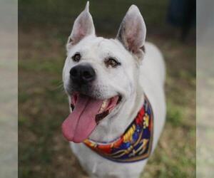 Mutt Dogs for adoption in San Antonio, TX, USA