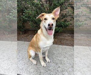 Gerberian Shepsky Dogs for adoption in The Woodlands, TX, USA