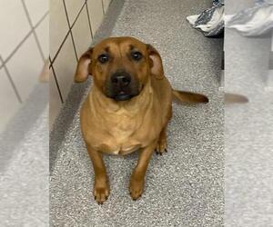 American Pit Bull Terrier-Labrador Retriever Mix Dogs for adoption in Pasadena, TX, USA