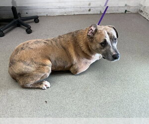 Labrador Retriever-Unknown Mix Dogs for adoption in San Bernardino, CA, USA
