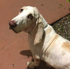 Basset Hound Dogs for adoption in Seminole, FL, USA