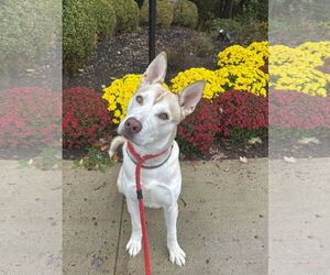 Siberian Husky-Unknown Mix Dogs for adoption in Rockaway, NJ, USA