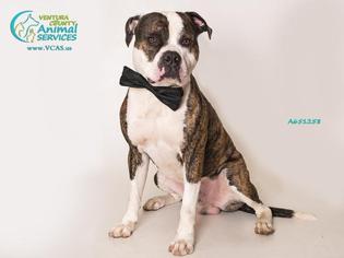American Bulldog Dogs for adoption in Camarillo, CA, USA