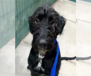 Labradoodle Dogs for adoption in San Jose, CA, USA