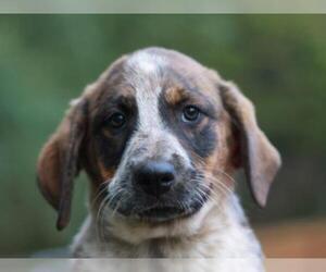Australian Shepherd-Unknown Mix Dogs for adoption in Cookeville, TN, USA