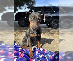 Miniature Pinscher Dogs for adoption in San Martin, CA, USA