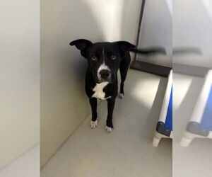 Mutt Dogs for adoption in Bakersfield, CA, USA