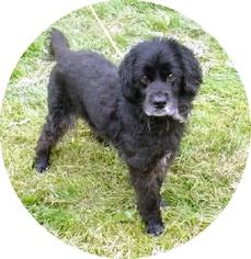Cocker Spaniel Dogs for adoption in NORWICH, NY, USA