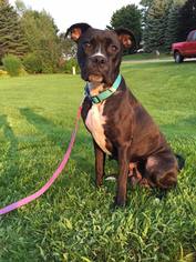 Boxador Dogs for adoption in Traverse City, MI, USA