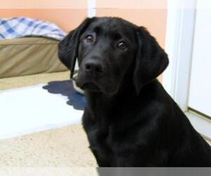Labrador Retriever Dogs for adoption in York, SC, USA